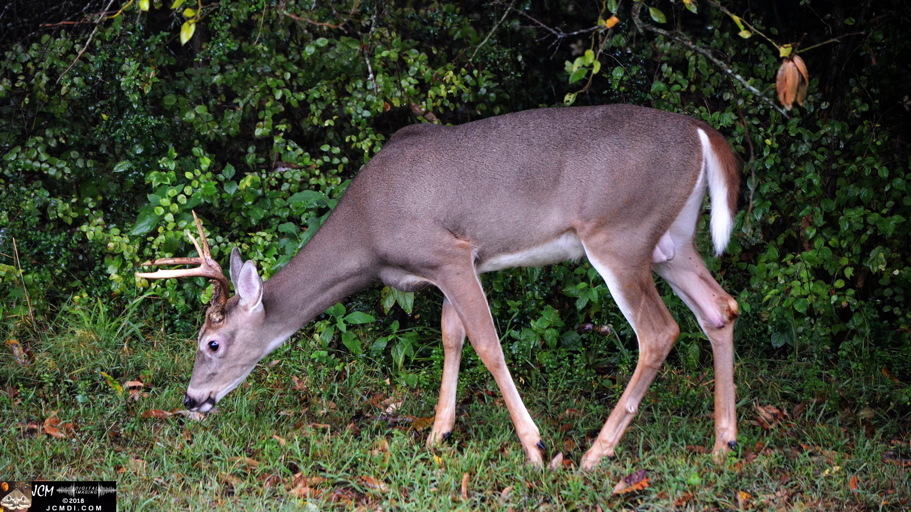 Buck at woods egde (Nikon D5100)